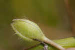 Virginia spiderwort